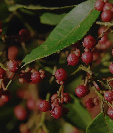 精選原材，質量保證